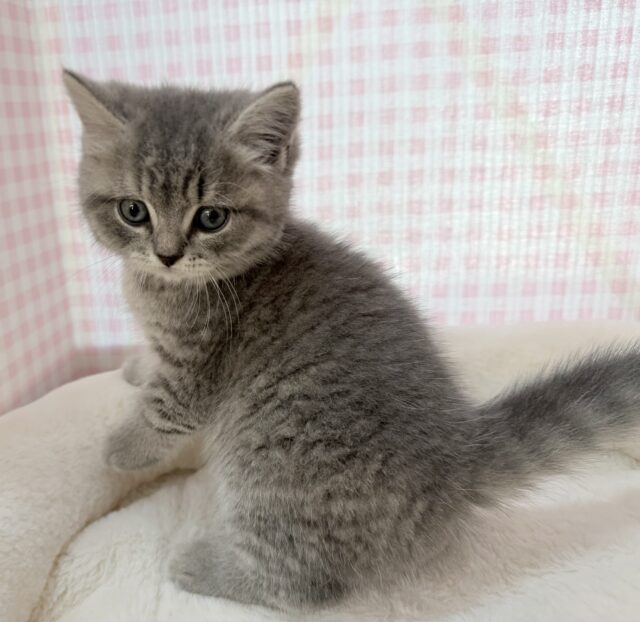 スコティッシュフォールド