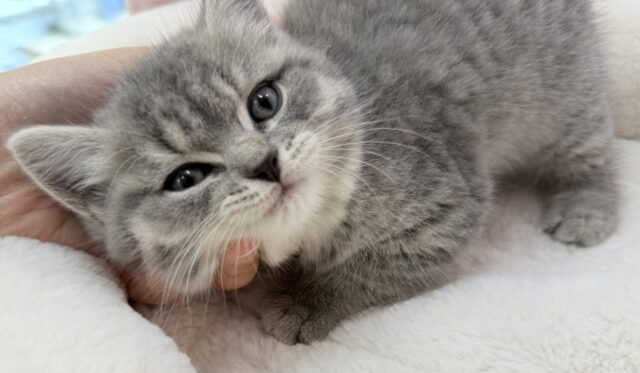 スコティッシュフォールド