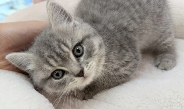 スコティッシュフォールド