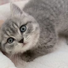 まんまるお顔！可愛すぎるスコティッシュ来ました❣️