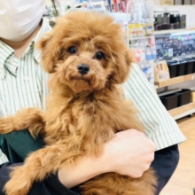 天真爛漫✩.⋆トイプードル男の子