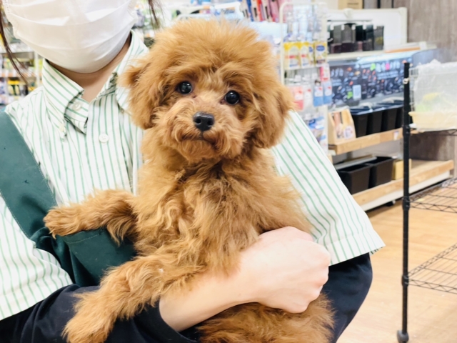 天真爛漫✩.⋆トイプードル男の子