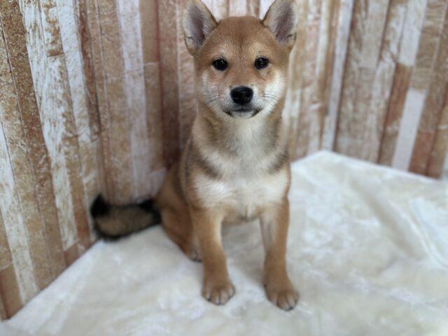 あまえんぼな美犬な柴ちゃん❤️2025年9月9日生 女の子 柴犬