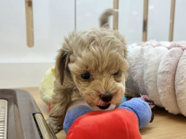 スルーできる強者はいな〜い♡マルプーちゃん! マルプー