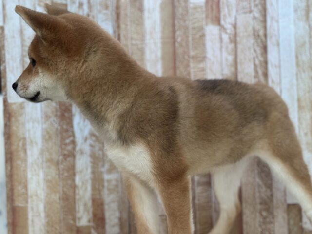 あまえんぼな美犬な柴ちゃん❤️2025年9月9日生 女の子 柴犬