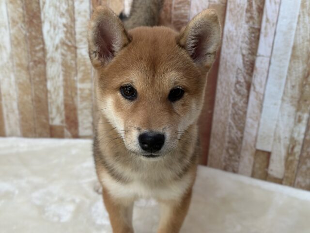 あまえんぼな美犬な柴ちゃん❤️2025年9月9日生 女の子 柴犬