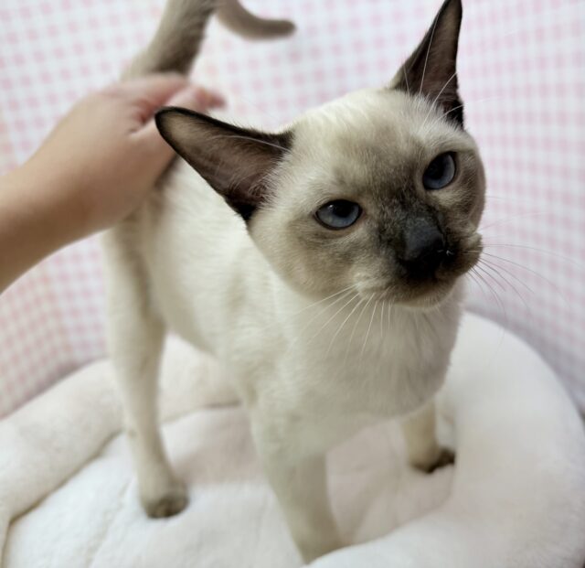 最新📷甘えん坊にゃんこ来ました！トンキニーズくん！