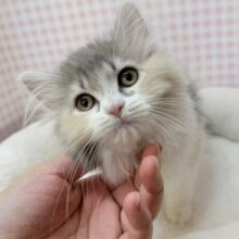 ダイリュートキャリコのサイベリアンちゃん🐈