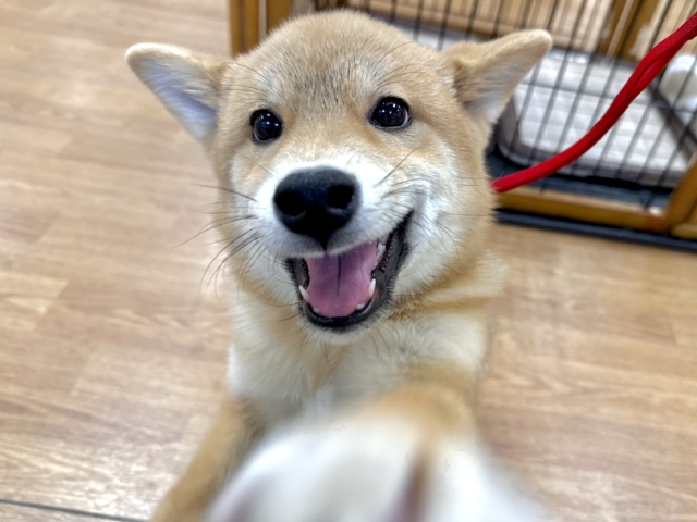 元気いっぱい⭐️ミックス犬(ポメラニアン✖️柴犬)男の子