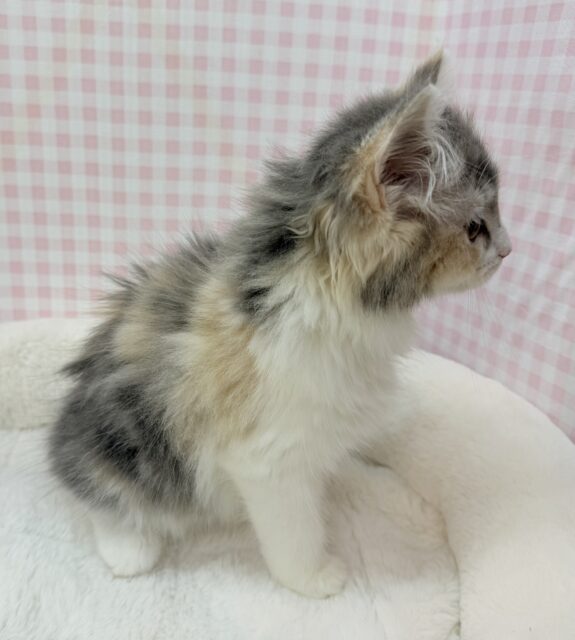 最新📷ダイリュートキャリコのサイベリアンちゃん🐈 サイベリアン