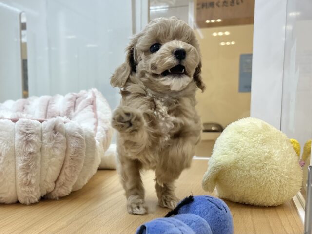 スルーできる強者はいな〜い♡マルプーちゃん! マルプー