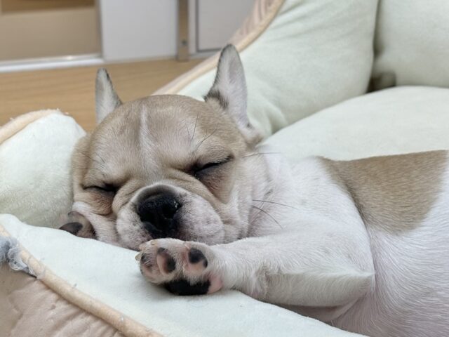 可愛さにノックアウト👊🏻フレンチブルドッグちゃん! フレンチブルドッグ