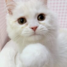 最新📷きゅんきゅんさせちゃう！ラガマフィンくん