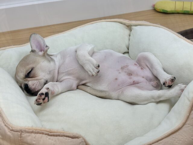 フレンチブルドッグ