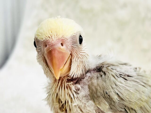 ふんわ〜り優しい💛極上パステル☁️小桜インコのシナモンパイド✨ コザクラインコ(小桜インコ)