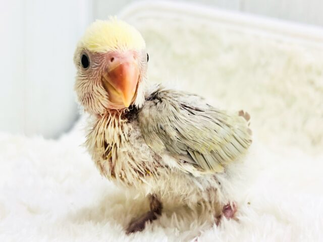 ふんわ〜り優しい💛極上パステル☁️小桜インコのシナモンパイド✨