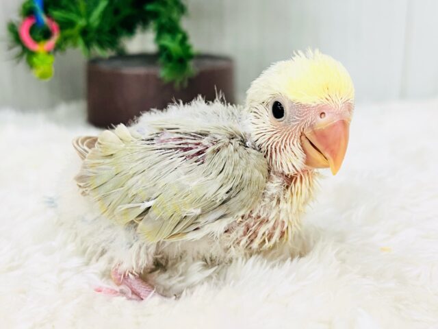 ふんわ〜り優しい💛極上パステル☁️小桜インコのシナモンパイド✨ コザクラインコ(小桜インコ)