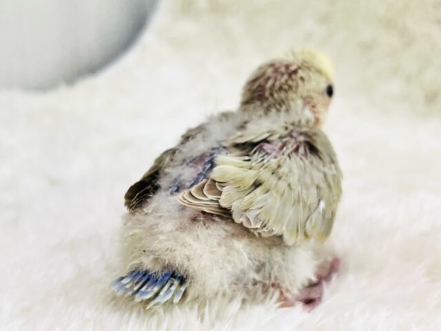 ふんわ〜り優しい💛極上パステル☁️小桜インコのシナモンパイド✨ コザクラインコ(小桜インコ)