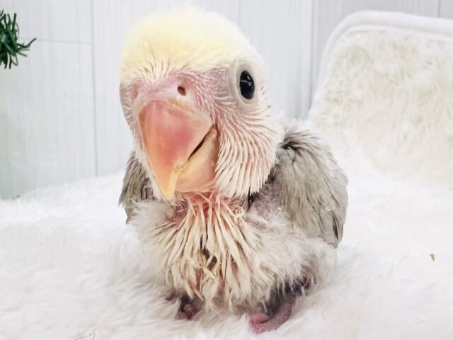 ふんわ〜り優しい💛極上パステル☁️小桜インコのシナモンパイド✨ コザクラインコ(小桜インコ)
