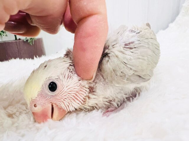 ふんわ〜り優しい💛極上パステル☁️小桜インコのシナモンパイド✨ コザクラインコ(小桜インコ)