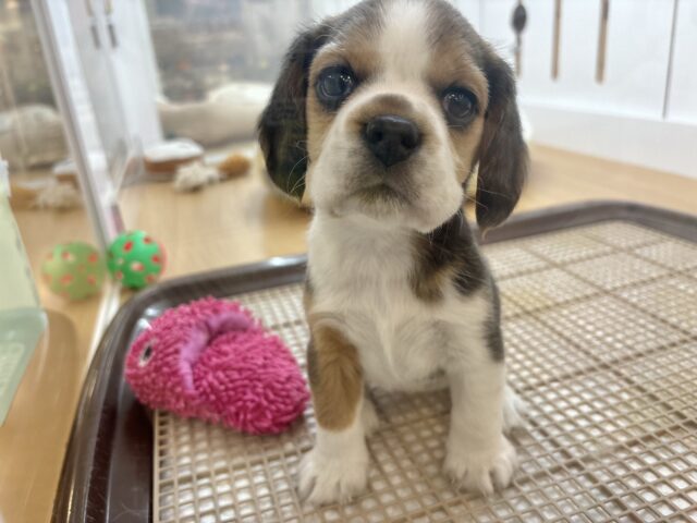 千葉店初入舎のスヌーピー!?ビーグルちゃん! ビーグル