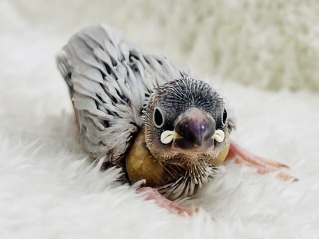 ギラリ✨と美しく輝く〜シルバー文鳥の雛！