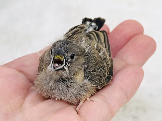 錦花鳥（キンカチョウ）