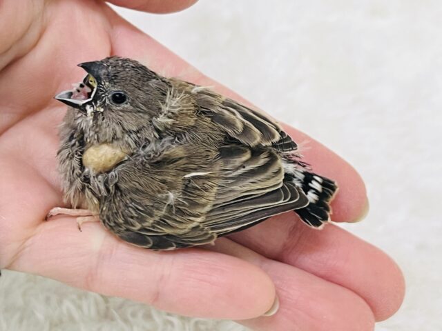 錦花鳥（キンカチョウ）