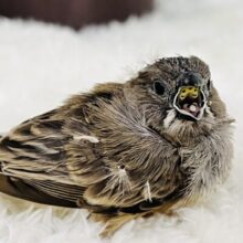 お口あーん‼︎🪥きらきらマウス👄のキンカチョウの雛いますよ〜✨