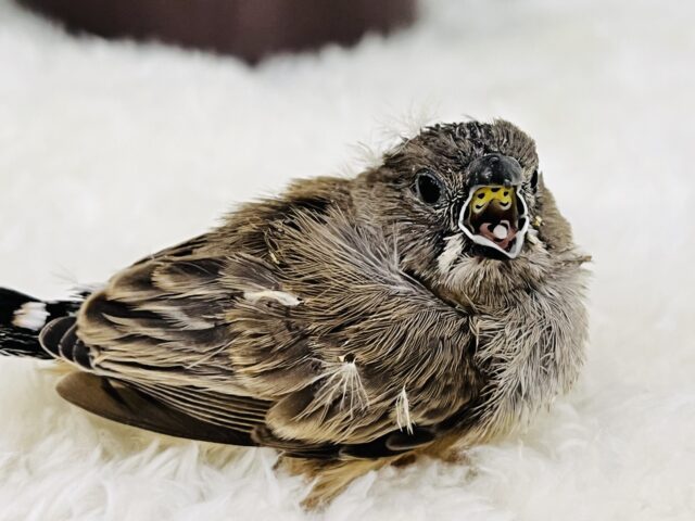 お口あーん‼︎🪥きらきらマウス👄のキンカチョウの雛いますよ〜✨