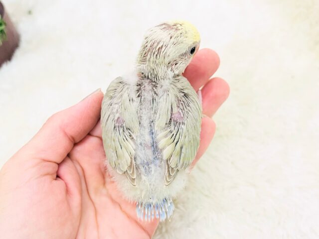 ふんわ〜り優しい💛極上パステル☁️小桜インコのシナモンパイド✨ コザクラインコ(小桜インコ)