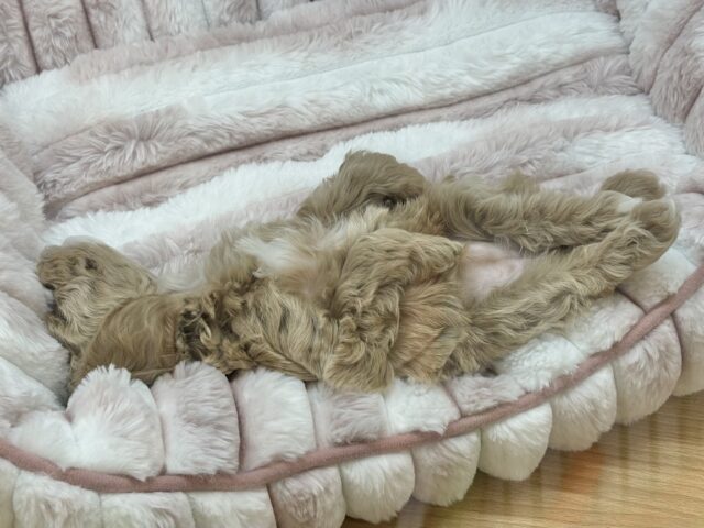 スルーできる強者はいな〜い♡マルプーちゃん! マルプー