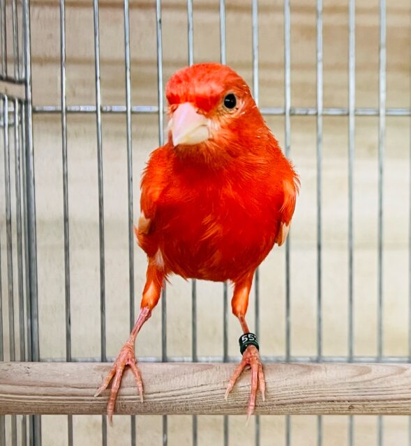 メラメラ〜🔥素敵にさえずる😙🎶赤カナリア入舎です！