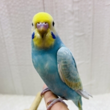 最新画像有ります❗️きゅるるん💧しずくちゃんやってきた🩵パッチリおめめのセキセイインコ（パステルレインボー）🌈