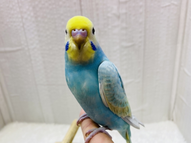 最新画像有ります❗️きゅるるん💧しずくちゃんやってきた🩵パッチリおめめのセキセイインコ（パステルレインボー）🌈