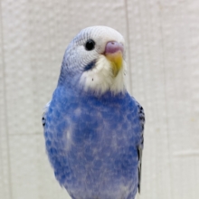 最新画像有ります❗️ﾊﾁｬﾒﾁｬ✨賑やかﾃﾞｽ💙セキセイインコのブルーオパーリン‼️
