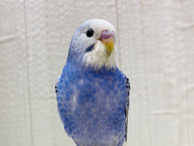 最新画像有ります❗️ﾊﾁｬﾒﾁｬ✨賑やかﾃﾞｽ💙セキセイインコのブルーオパーリン‼️