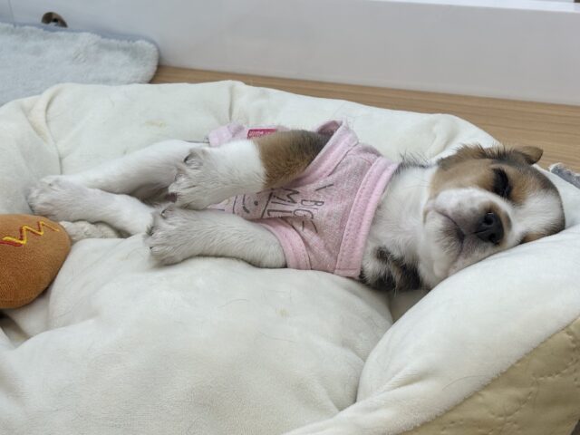 千葉店初入舎のスヌーピー!?ビーグルちゃん! ビーグル