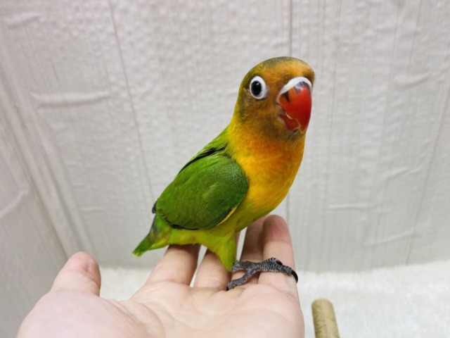 ルリゴシボタンインコ