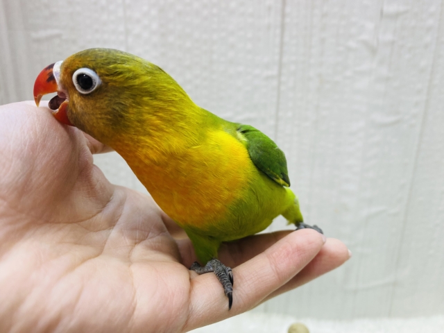 ルリゴシボタンインコ