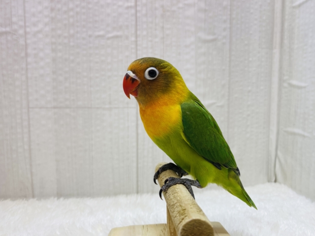 ルリゴシボタンインコ