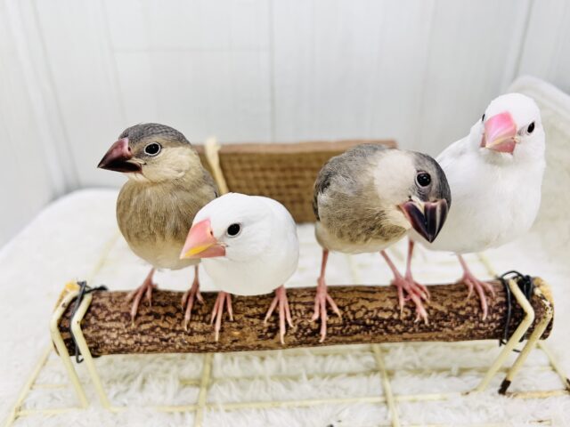 可愛い子がいっぱい🩷✨文鳥フェア✨ ■■■ 文鳥 ■■■