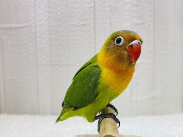 ルリゴシボタンインコ