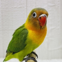 最新画像有ります‼️鮮やか〜な姿を見せておくれ✨ルリコシボタンインコ‼️