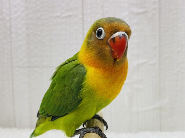 最新画像有ります‼️鮮やか〜な姿を見せておくれ✨ルリコシボタンインコ‼️