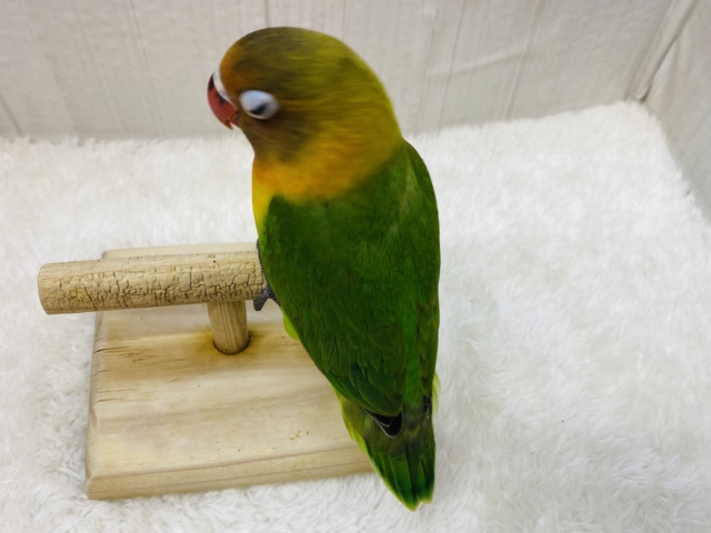 ルリゴシボタンインコ