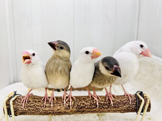 可愛い子がいっぱい🩷✨文鳥フェア✨ 可愛い子がいっぱい🩷✨文鳥フェア✨