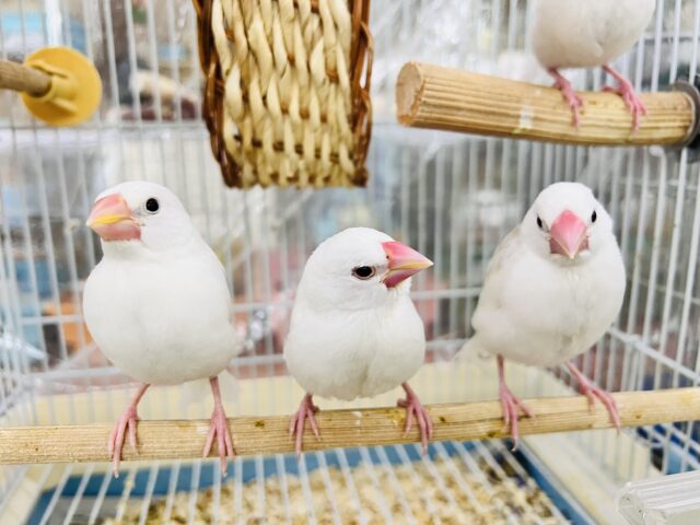 ■■■ 文鳥 ■■■