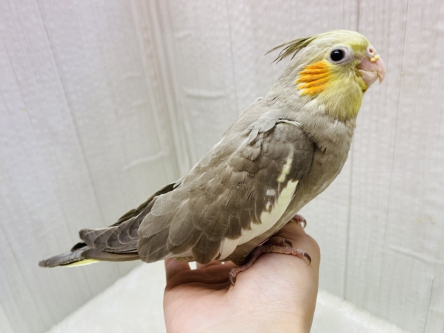 オカメインコ