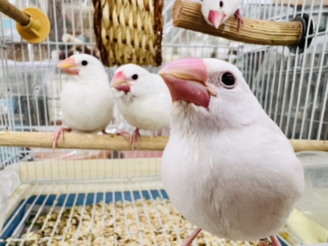 可愛い子がいっぱい🩷✨文鳥フェア✨ ■■■ 文鳥 ■■■